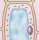 plantencel icon