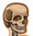 skelet icon