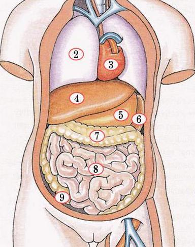 anatomie mens torso