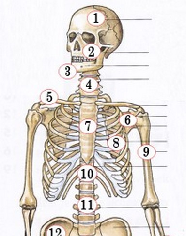 Beenderstelsel Osseus (skelet)