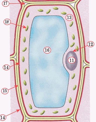 anatomie plantencel