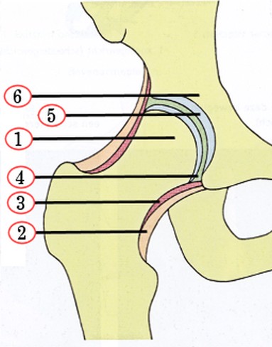 Biologie anatomie Beenderstelsel Gewrichten