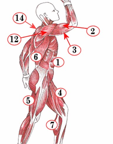 Biologie anatomie spierstelsel mens