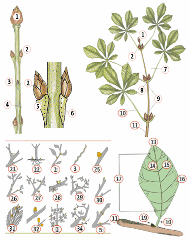 Biologie plantkunde tak, knop, blad