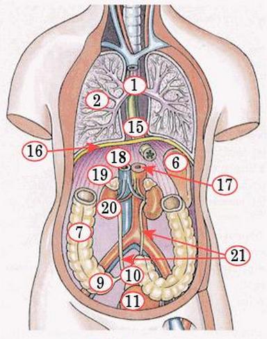 Biologie anatomie organenstelsels torso mens