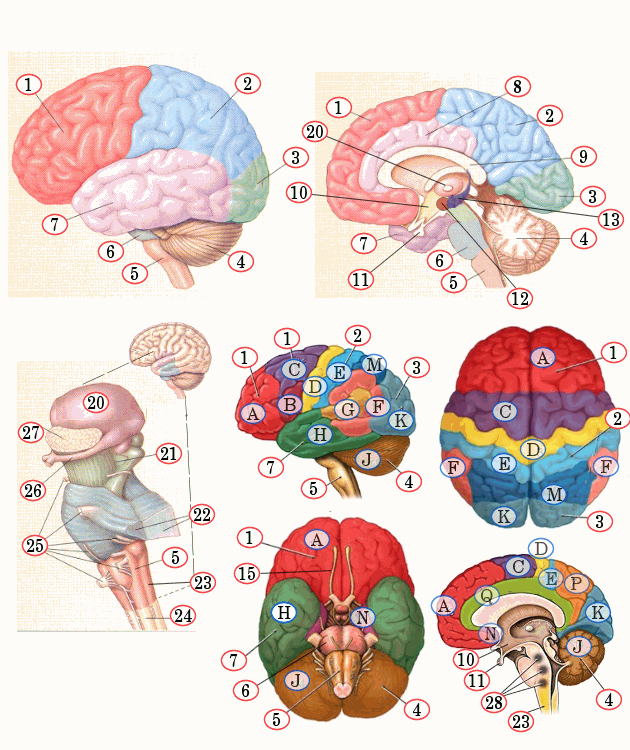 Kleurplaat Anatomie Hersenen Kleurplaat Anatomie Hersenen