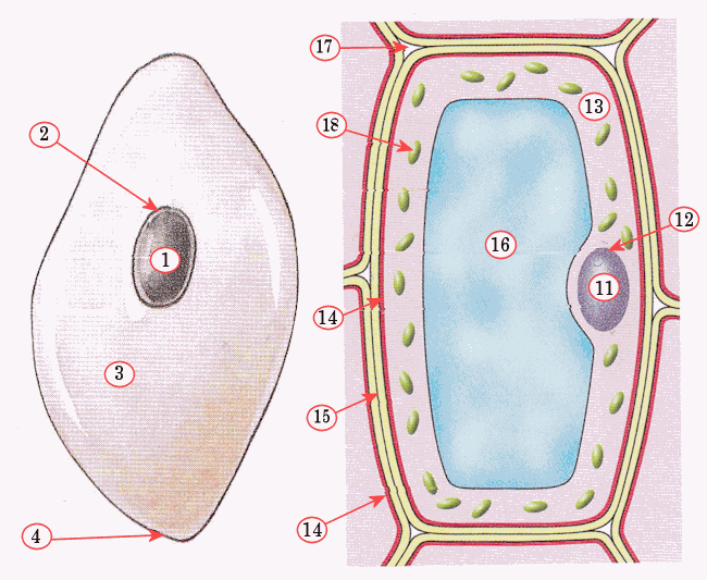 dierlijke cel en plantencel (schematisch, structuur), biologie (copyright Malmberg)