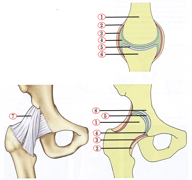 beenderstelsel gewrichten (schematisch, structuur, anatomie), biologie (copyright Malmberg)