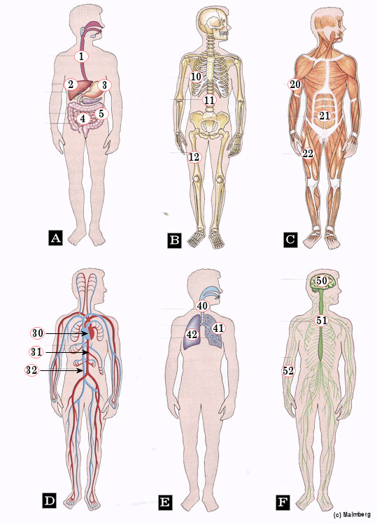 organenstelsels, verteringsstelsel, anatomie, etc.