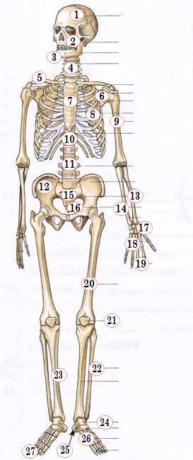 biologie blinde oefenkaart menselijk skelet, beenderstelsel, osseus, anatomie (copyright Malmberg)