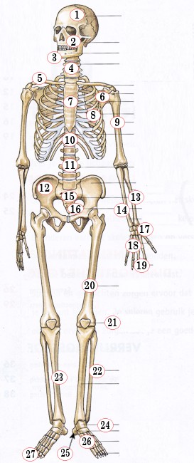 perzik Soeverein Toepassen eduBioSite (bio leren door oefenen): Biologie > Beenderstelsel ~ (skelet,  anatomie, osseus)