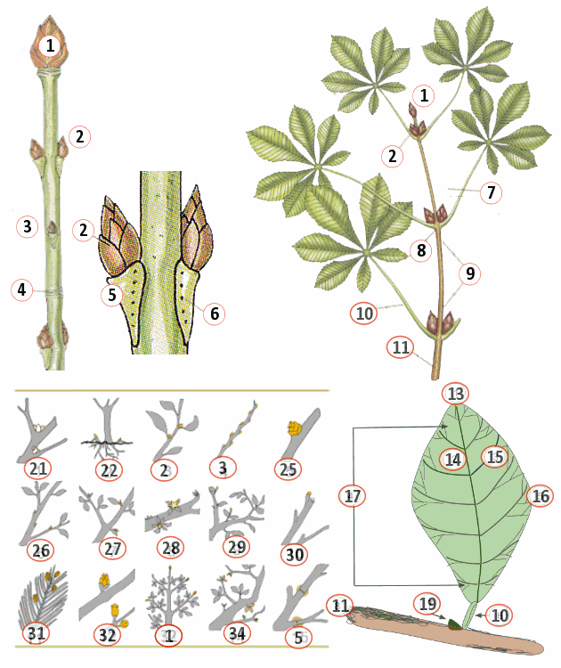 eduBioSite - biologie blinde oefenkaart tak, blad en knoptypen (copyright Wikipedia, Malmberg)